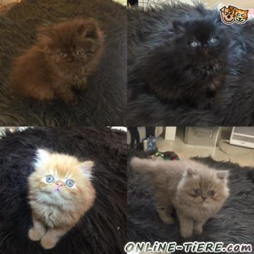 Biete Persische K&auml;tzchen