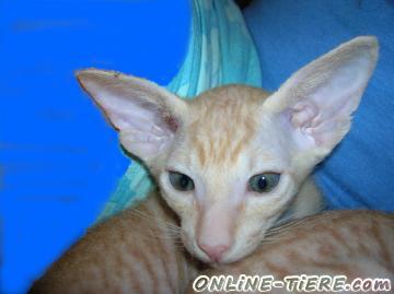 Biete Peterbald Sphynx, Siam, OKH