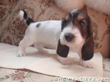 Biete Petit basset griffon vendeen