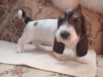 Biete Petit basset griffon vendeen