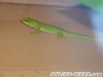 Biete Phelsuma Grandis