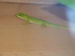 Biete Phelsuma Grandis