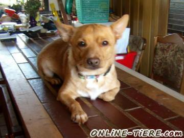 Biete Pinscher Mix Ruede