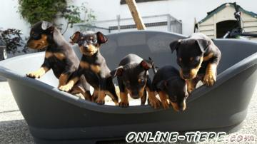 Biete Pinscher/Welpen