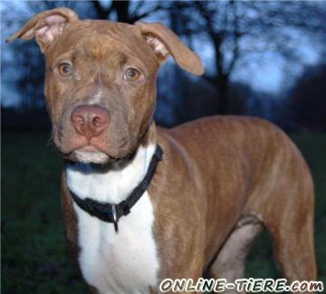 Biete Pitbull Red Nose