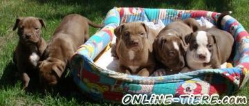 Biete Pitbull Red Nose