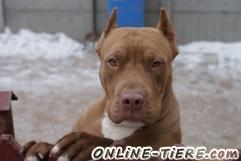 Biete Pitbull red Nose