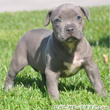 Biete Pitbull welpen