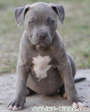 Biete Pitbull