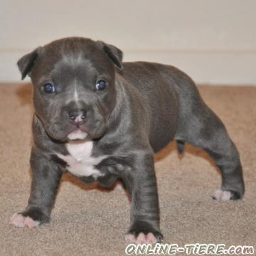Biete Pitbull