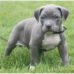 Biete Pitbull