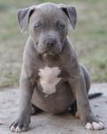 Biete Pitbull