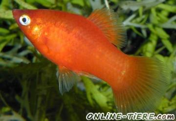 Biete Platy