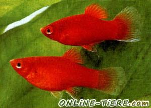 Biete Platys