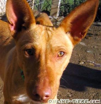 Biete Podenco