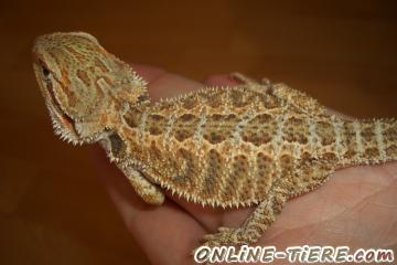 Biete Pogona Vitticeps