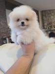 Biete Pomeranian