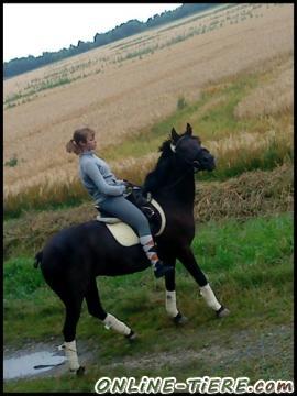 Biete Pony