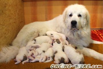 Biete Pyren&auml;enberghund