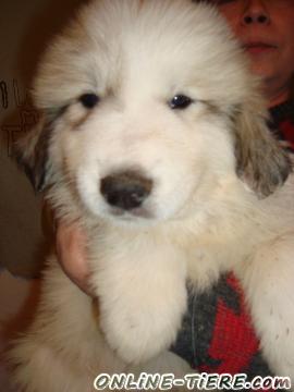 Biete Pyren&auml;enberghund