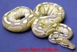 Biete Python regius Ghost und Butterghost von 2011!!!