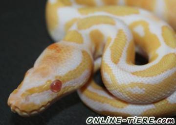 Biete Python regius