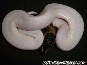 Biete Pythons