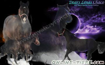 Biete Quarter Horse, Deckhengst