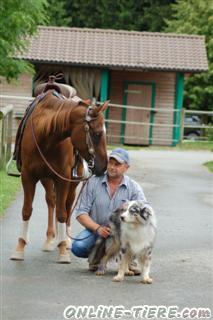 Biete Quarter Horse