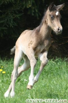 Biete Quarter Horse