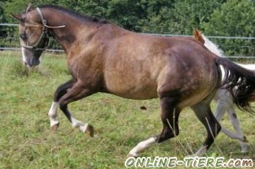 Biete Quarter Horse