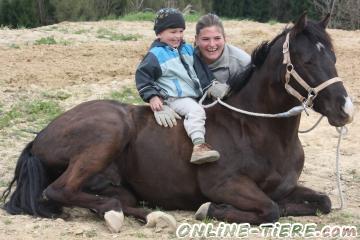 Biete Quarter Horse