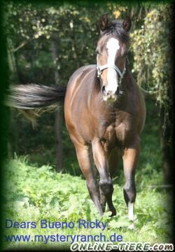 Biete Quarter Horse