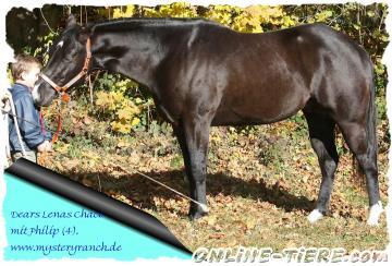 Biete Quarter Horse