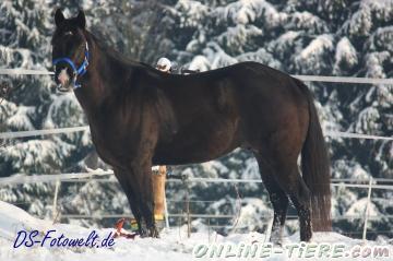 Biete Quarter Horse