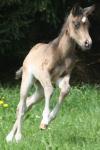 Biete Quarter Horse