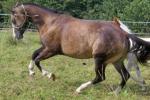 Biete Quarter Horse