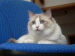 Biete