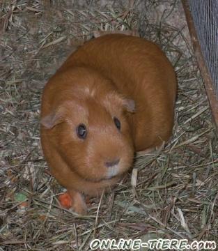 Biete Rassemeerschweinchen Glatthaar Rot