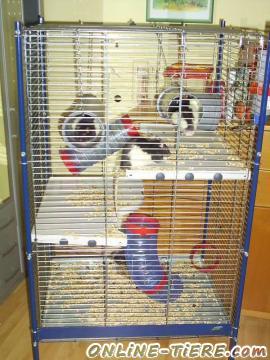 Biete Ratten, Voliere