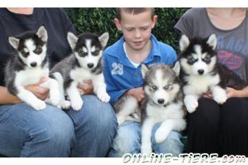 Biete Reinrassige Siberian Husky Welpen mit Papieren