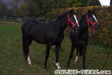 Biete Reitpony