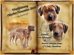 Biete Rhodesian Ridgeback, Welpen