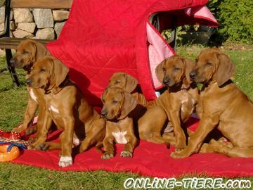 Biete Rhodesian Ridgeback