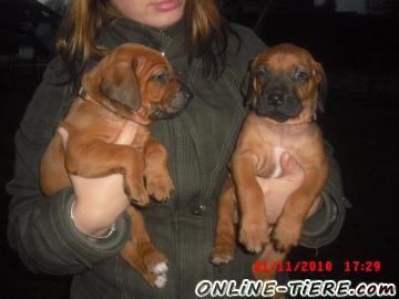 Biete Rhodesian Ridgeback