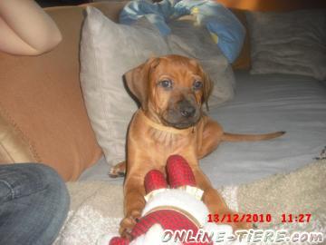 Biete Rhodesian Ridgeback