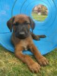 Biete Rhodesian Ridgeback