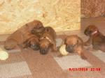 Biete Rhodesian Ridgeback