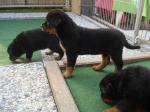 Biete Rottweiler Welpen