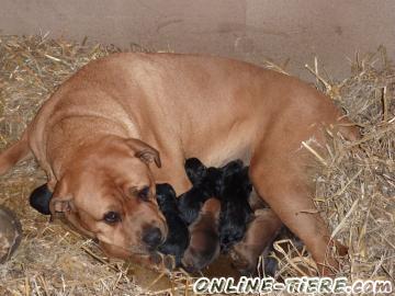 Biete Rottweiler/Bordeauxdogge Welpen